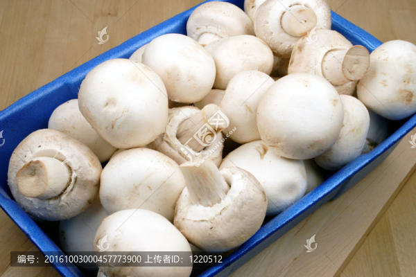 新鮮蘑菇