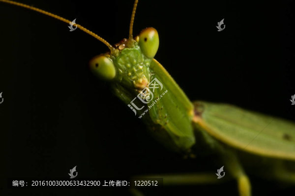 螳螂科