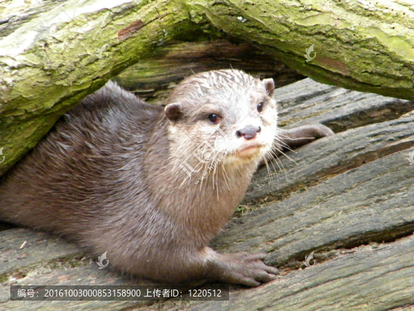 水獺