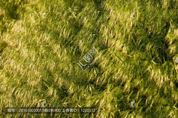 雀麥草背景