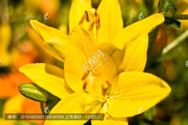 黃色的花