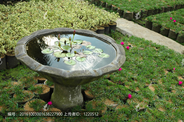 熱帶花園
