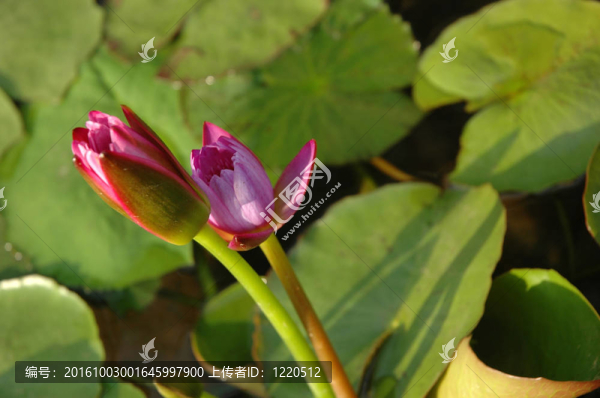 蓮花