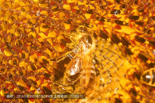 蜜蜂