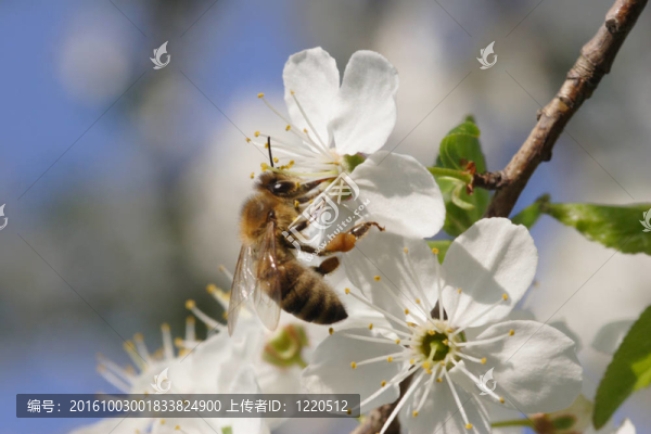 蜜蜂