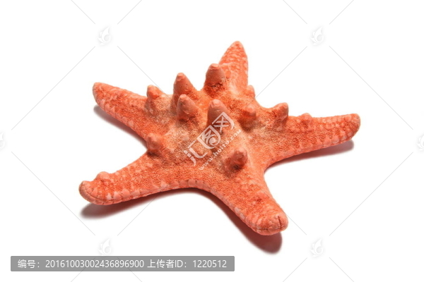 海星
