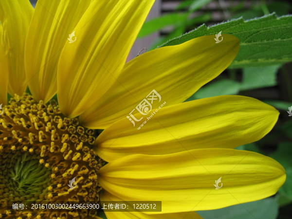 flowerpower