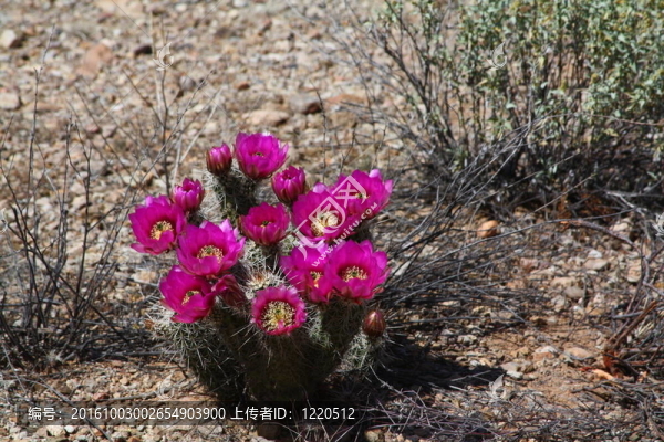 仙人掌開花