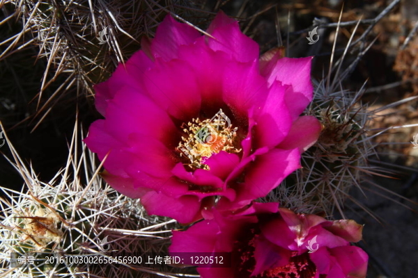 仙人掌開花