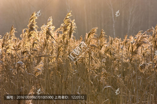 蘆葦在日落