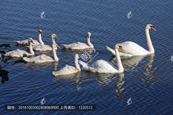 天鵝和小天鵝靜音