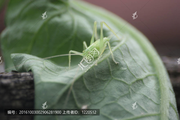 番茄葉上的年輕蟋蟀