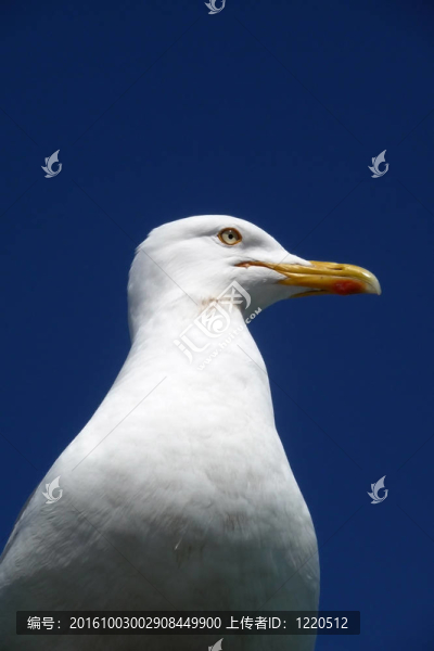 海鷗