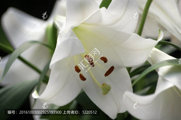 純白色的百合花