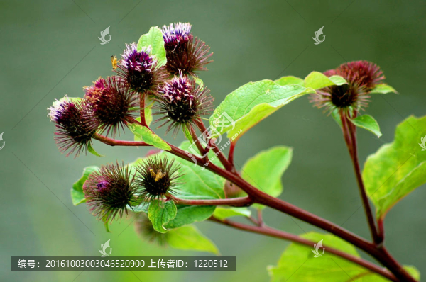 薊