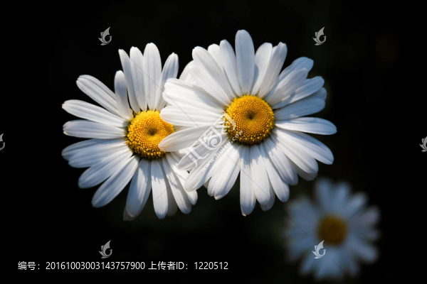 雛菊
