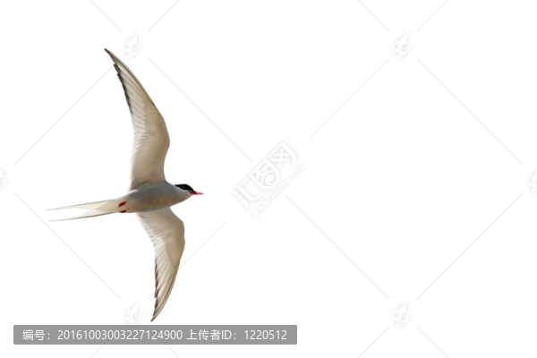 燕鷗飛行