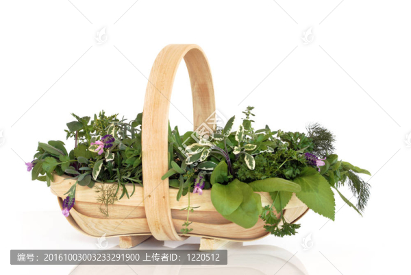 新鮮的香草葉