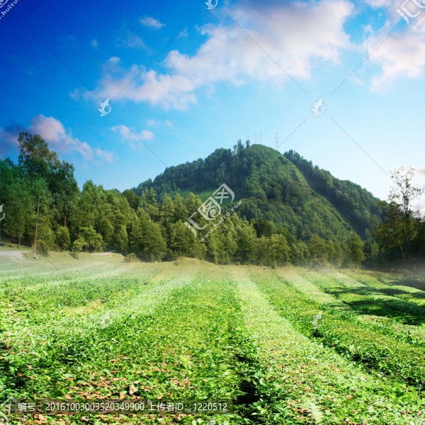 茶