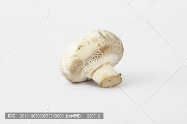 孤獨(dú)的蘑菇