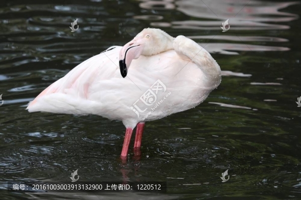 火烈鳥的羽毛