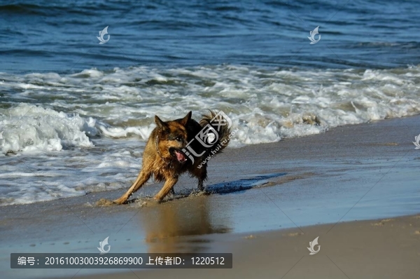 拉娜