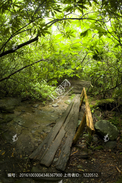 原木橋；自然步道風(fēng)景