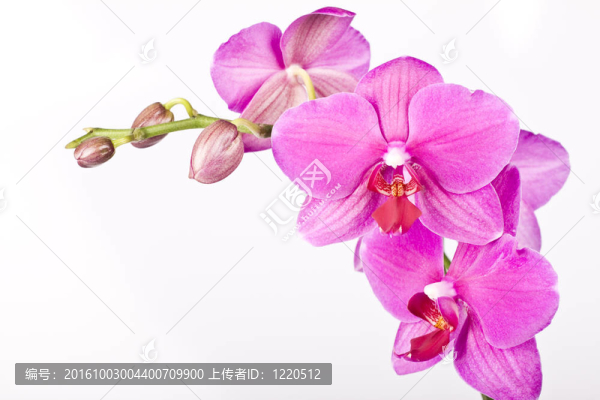 粉紅色的蘭花