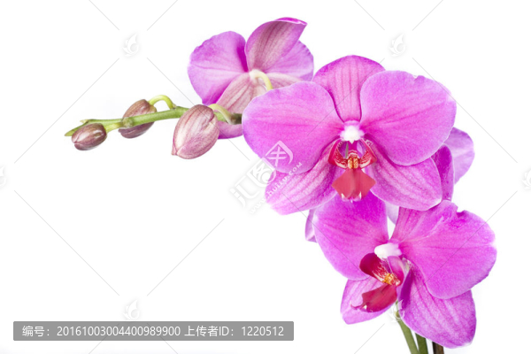 粉紅色的蘭花