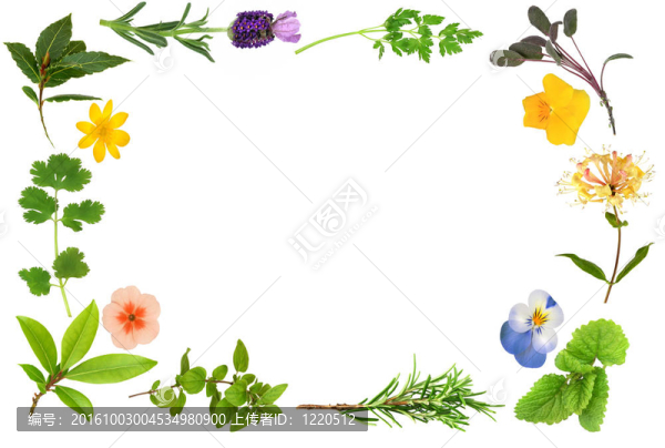 花與葉緣