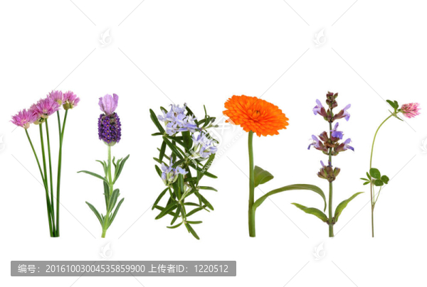草本花卉