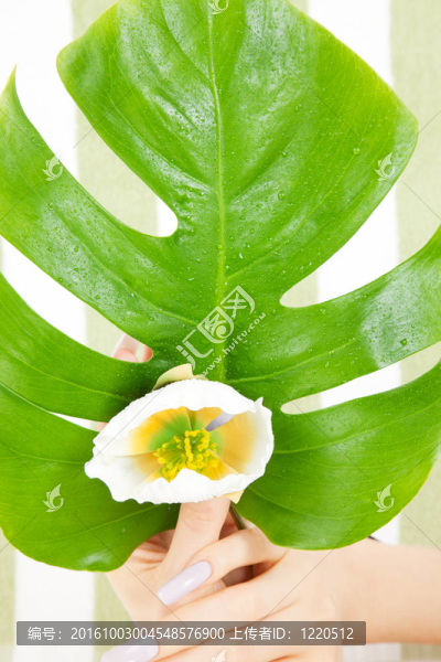 女性手與綠葉和花