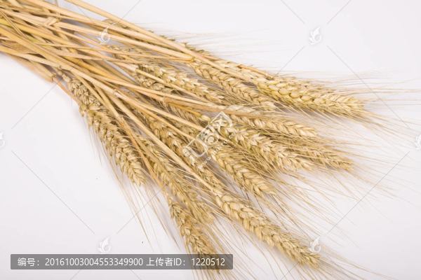 小麥