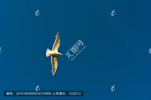 翱翔的海鷗