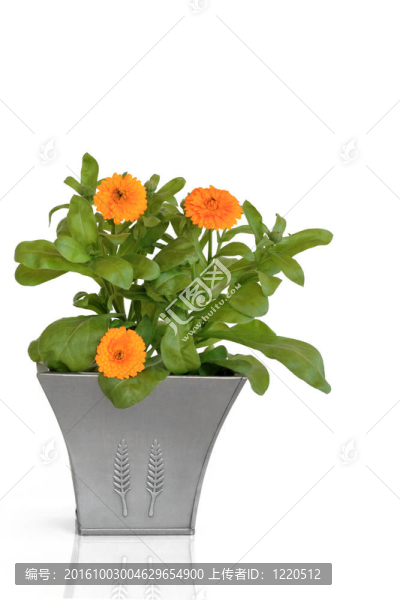 金盞花