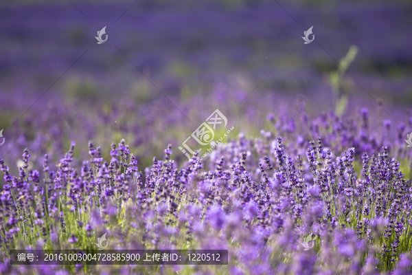 薰衣草花田