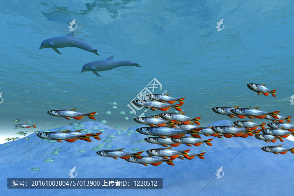 野生的海洋