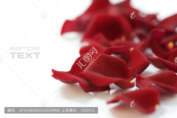 玫瑰花瓣