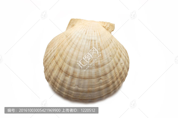 貝殼孤立在白色背景