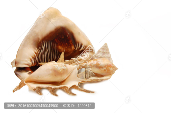 海海扇殼白色背景