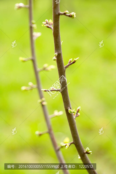 梅花幾乎盛開的花蕾