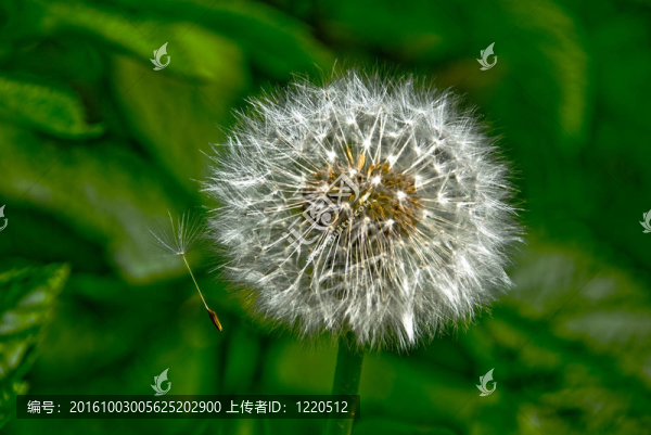 dangelion
