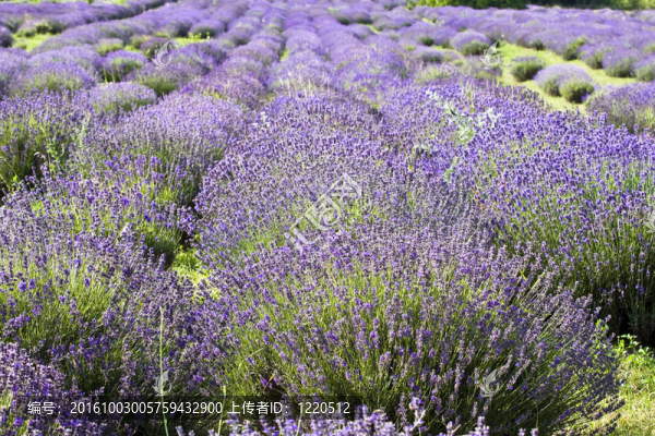 薰衣草花田
