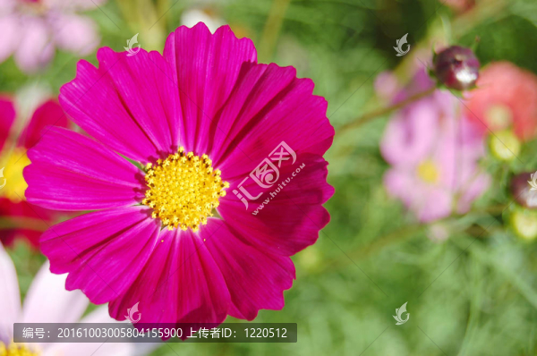 花園甘菊關(guān)閉-一個(gè)美麗的背景