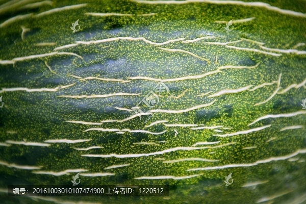 綠色瓜果皮宏觀紋理