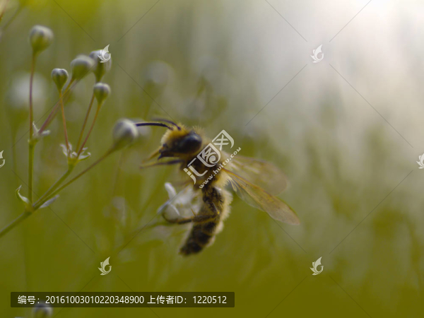 梅森蜜蜂