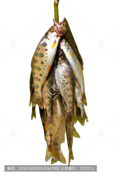 魚1