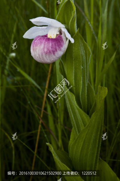 ladyslipper,3099
