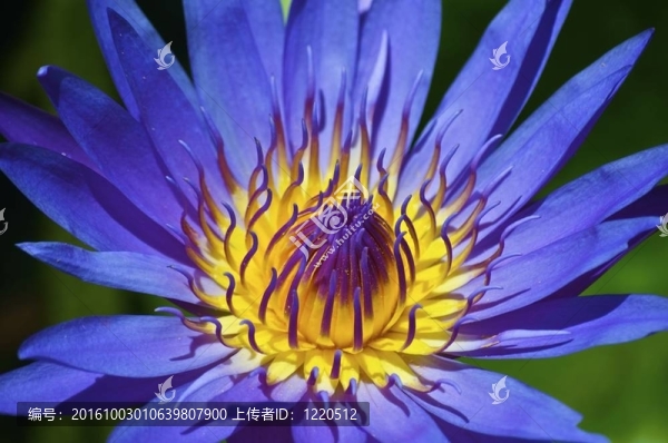 蓮花