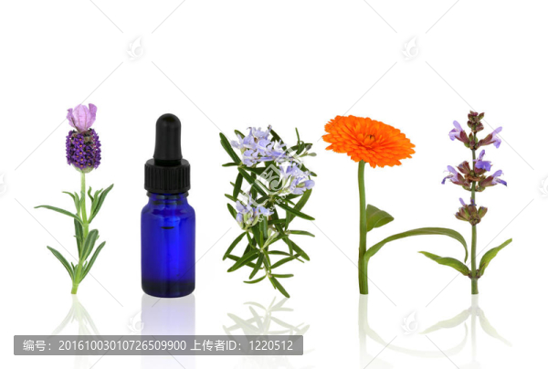 芳香藥草和Flowers